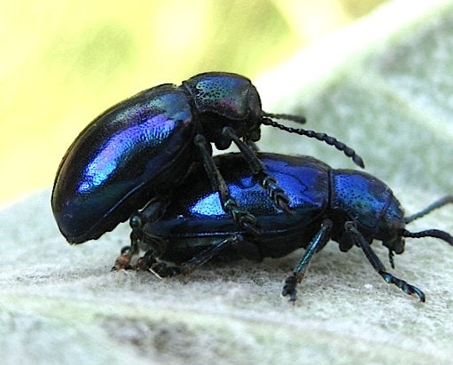Beetle - Blue
