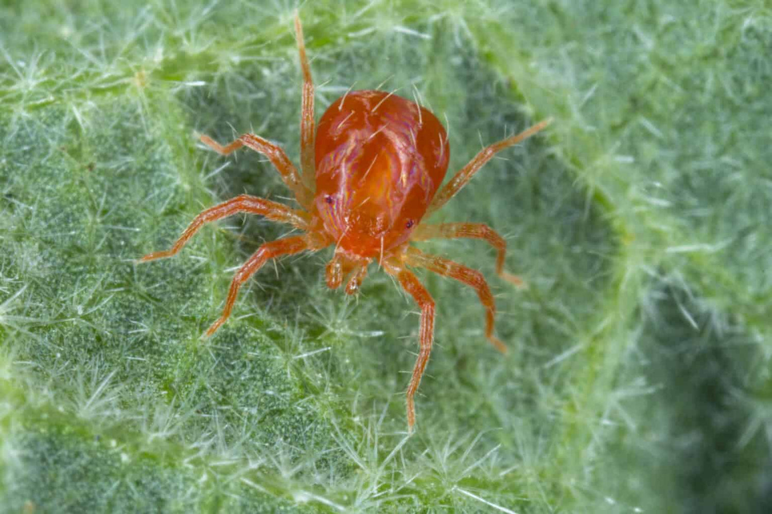 Spider - Mite