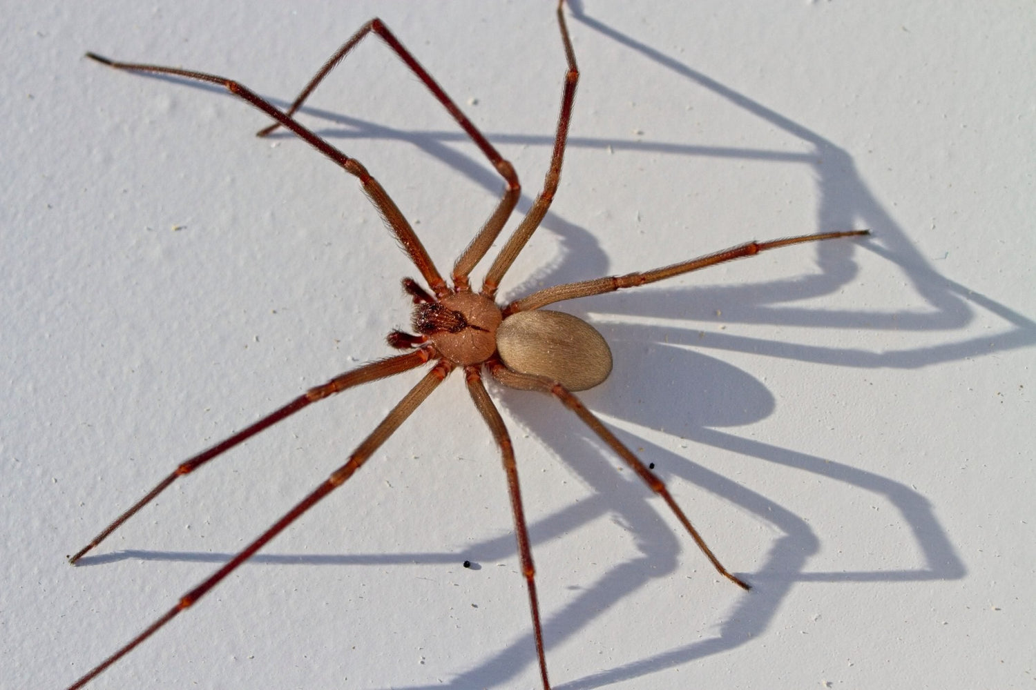 Spider - Brown Recluse