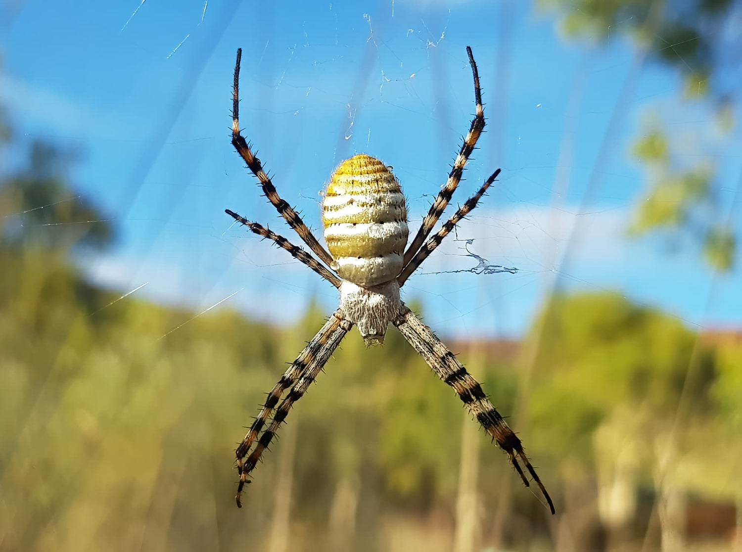 Spider - Garden Banded