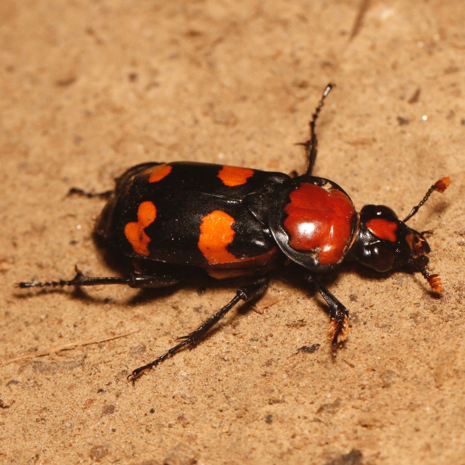 Beetle - Burying