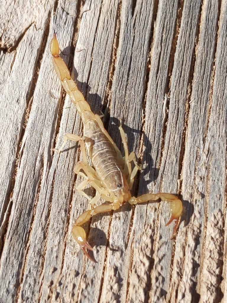 Scorpion - Lesser Striped Tail