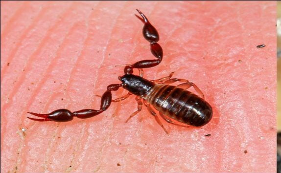 Scorpion - Pseudoscorpion