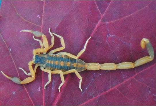 Scorpion - Striped Bark
