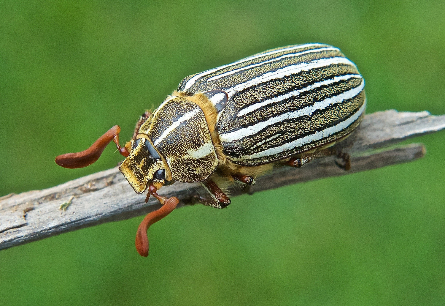 Beetle - Ten Lined June