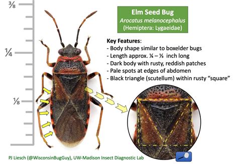 Beetle - Elm Seed Bug