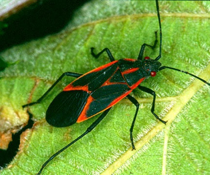 Beetle - Box Elder