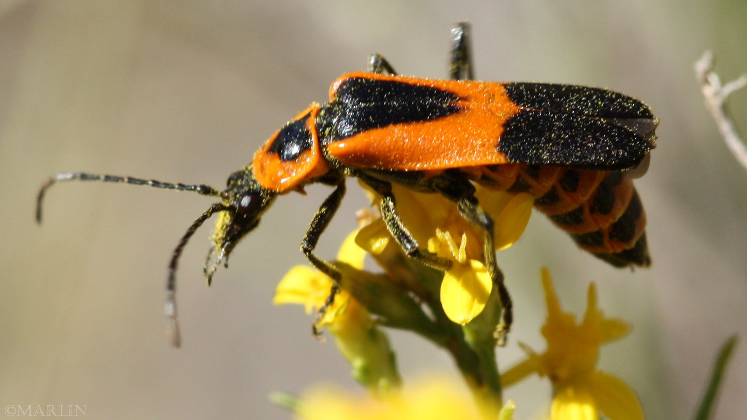 Beetle - Colorado Soldier