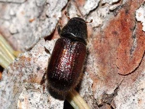 Beetle - Spruce