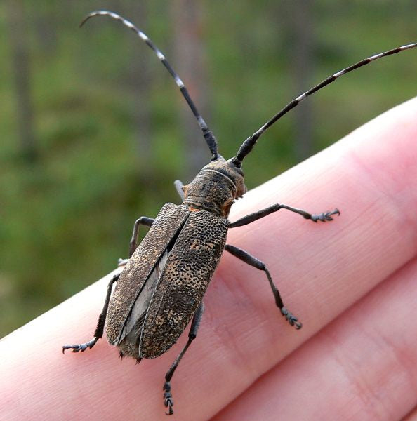 Beetle - Sawyer Pine