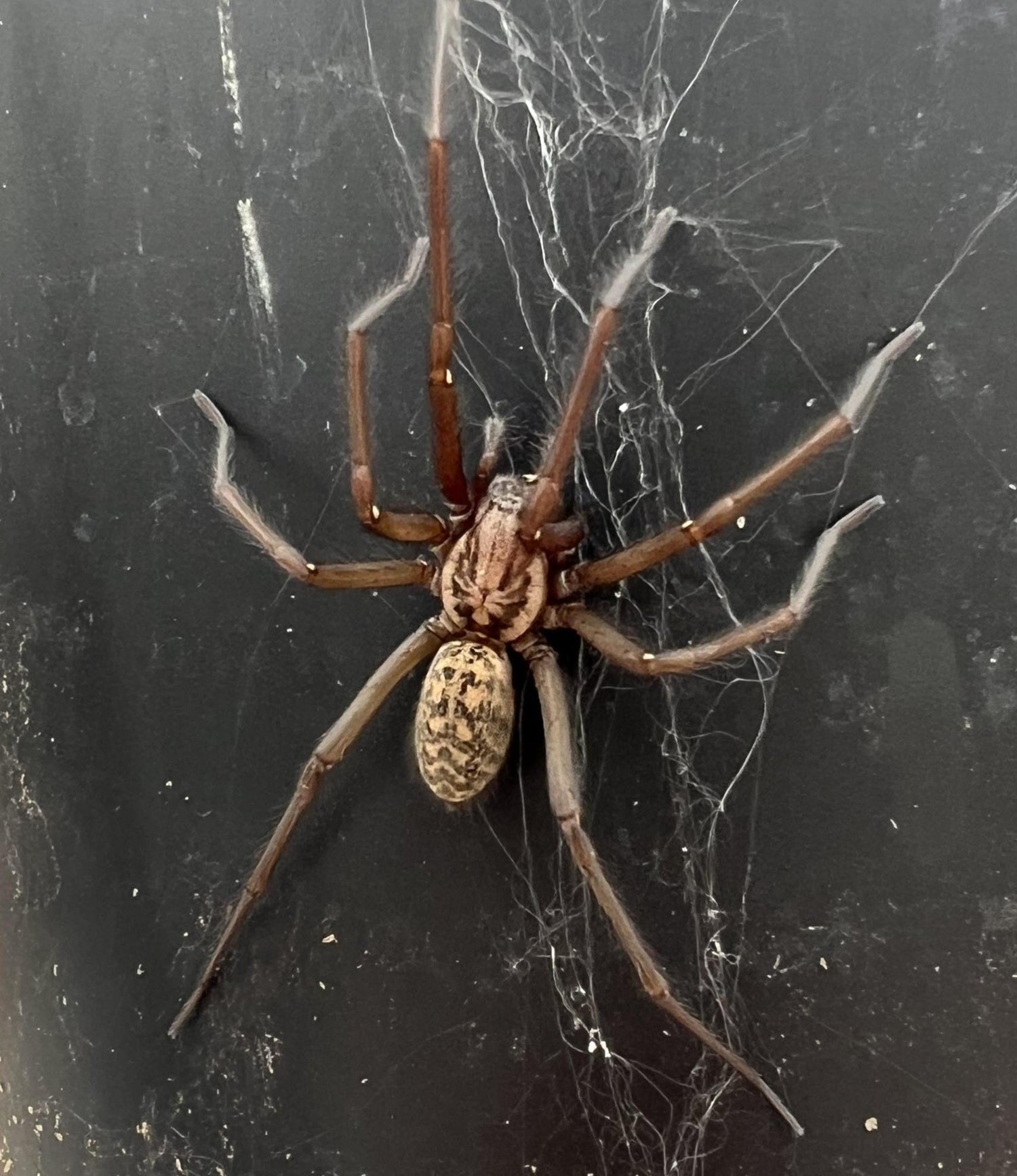 Spider - Giant House