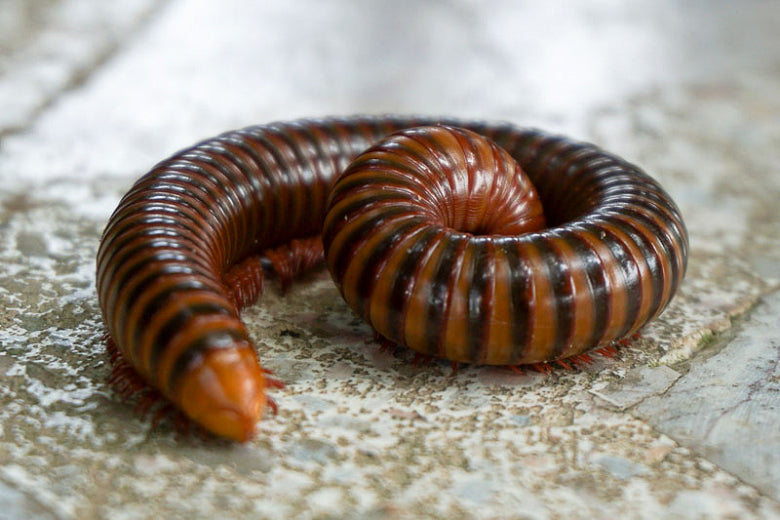 Millipede