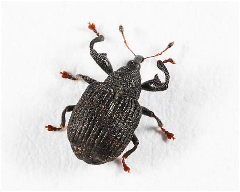 Weevil