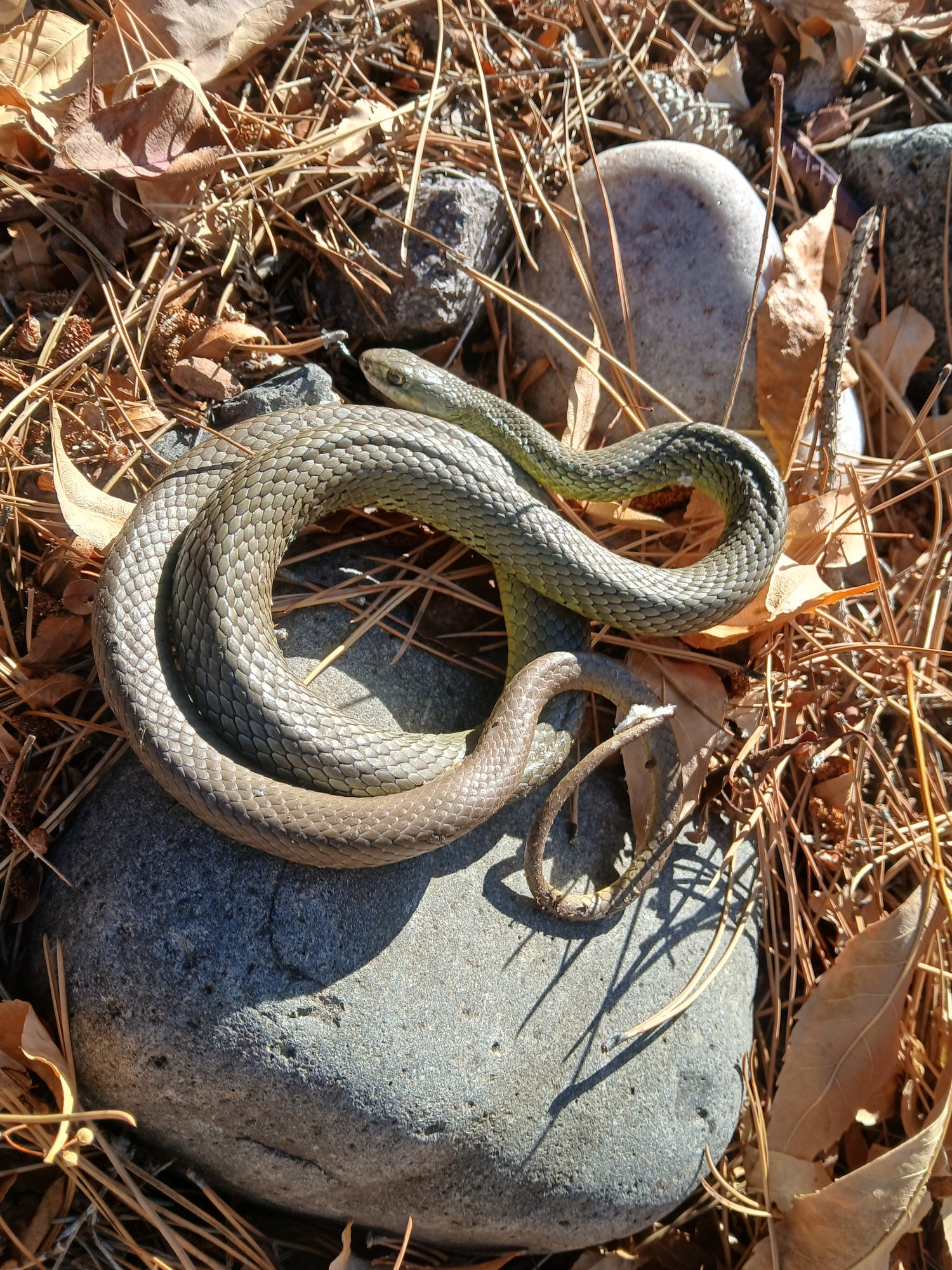 Snake - Western Yellow Bellied Racer