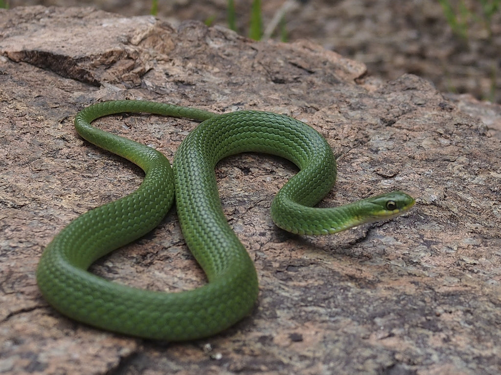 Snake - Colorado Green Smooth
