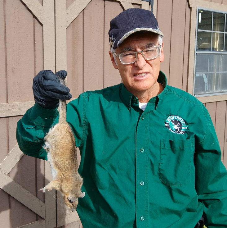 Rat - Bushy Tailed Wood Rat